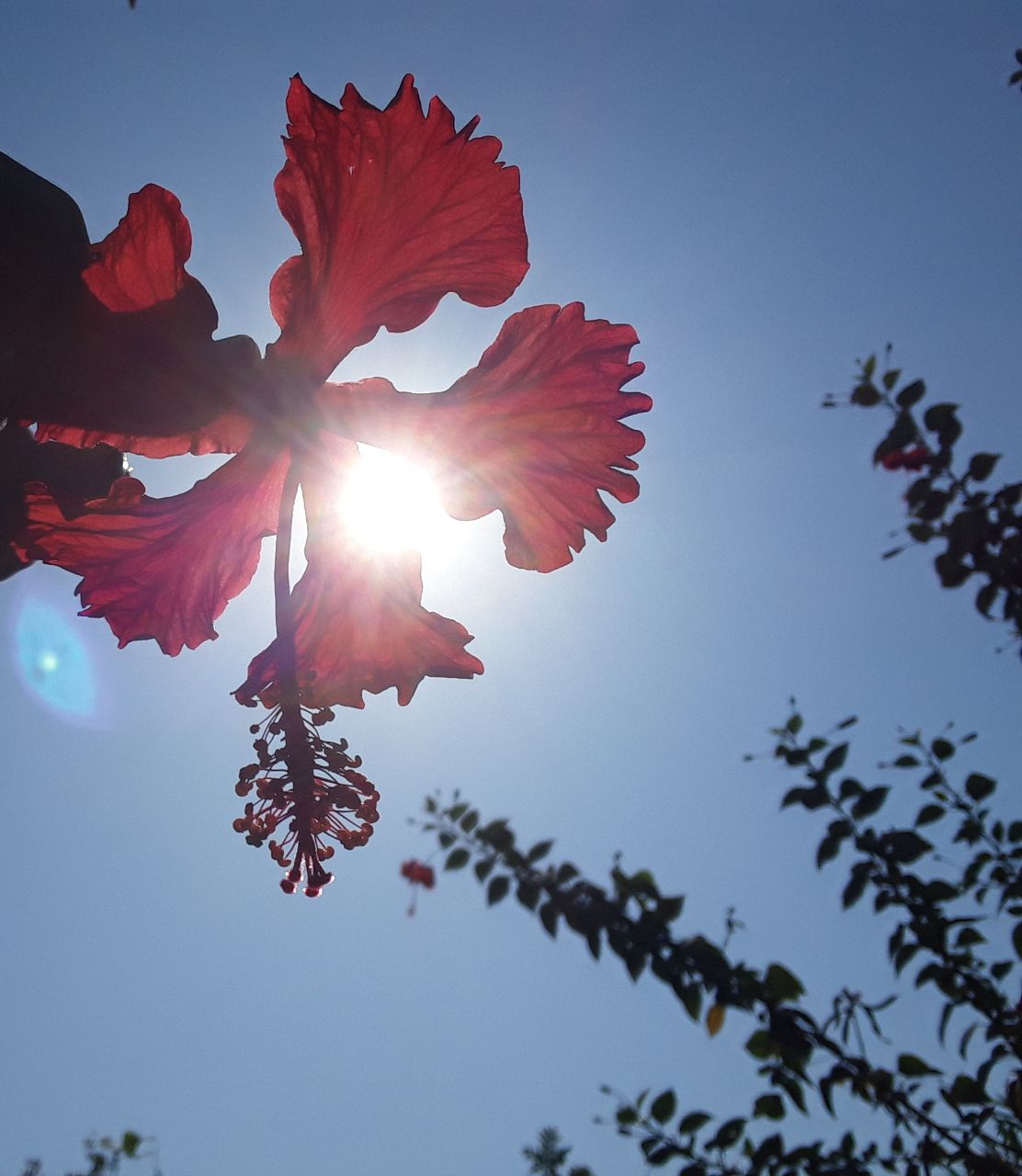 a red flower with a blue sky